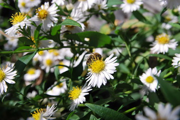 Wildbiene, Insekten, Biene, Herbstaster, Aster, Insektensterben, Artenvielfalt, Natur, Sonne, Landwirtschaft, Bio, Garten, Sandbiene, Aster, Wilde Biene, Artensterben, Bienenweide, Pestizide,