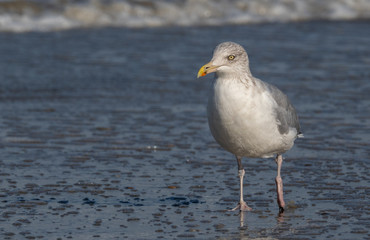 Seagull in the air and in the water and on the beach.