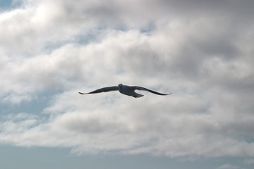 Image of a black and white Seagull soaring in the blue sky