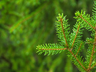 branch of green spruce on a blurred background