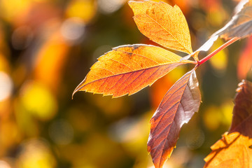 Obraz premium Maple branches with orange-yellow leaves in autumn, in the light of sunset. Acer negundo, or Box elder, boxelder maple, ash-leaved maple.