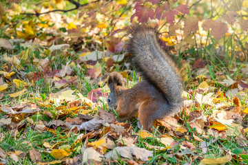 Naklejka na ściany i meble Squirrel in autumn hides nuts on the green grass with fallen yellow leaves