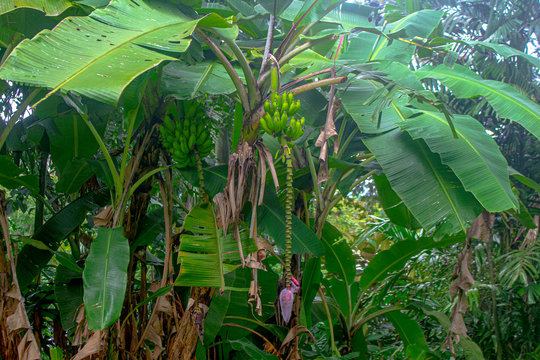 banana on field