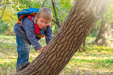 Naklejka na ściany i meble Little five year old boy climbs a tree in the autumn park.