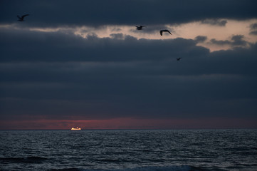 Gaviotas volando sobre el océano Atlántico, en la puesta de sol, en la playa de El Palmar, perteneciente a Vejer de la Frontera, en la provincia de Cádiz. Andalucía. España