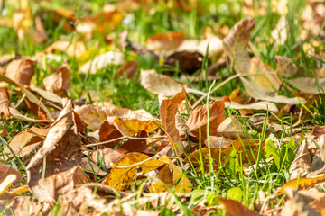 Orange and yellow fallen leaves in the sunlight.