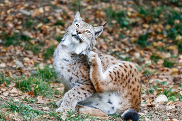 Un lynx