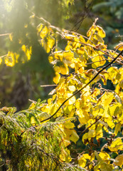 Yellow autumn leaves and green spruce branches