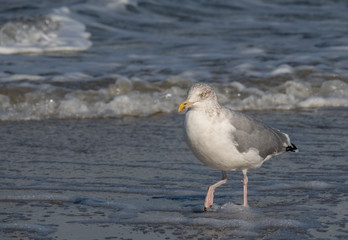 Seagull in the air and in the water and on the beach.