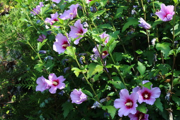 pink hibiscus