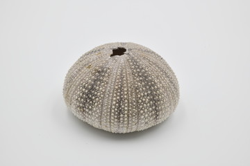 Seeigel (Echinoidea)