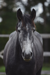Obraz premium close portrait of elegant beautiful young gray trakehner mare horse in autumn landscape in paddock