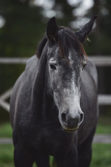 Naklejka premium zamknij portret elegancki piękny młody szary trakeński klacz w jesiennym krajobrazie na wybiegu koni