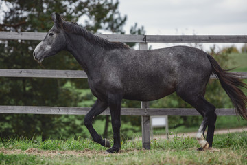gray trakehner mare horse trotting in paddock along the fence in autumn