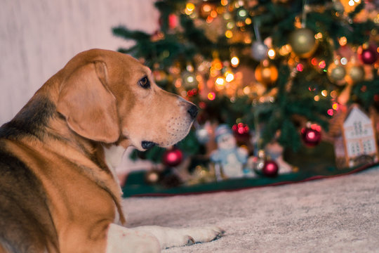 beagle dog near decorated christmas tree