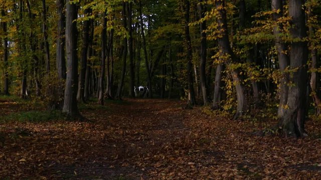 drone flying over leaves in autumn forest