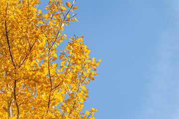 Aspen branches with yellow leaves in autumn against a blue sky