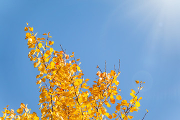 Aspen branches with yellow leaves in autumn against a blue sky