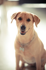 Fototapeta na wymiar Golden Retriever dog Cute and friendly pets