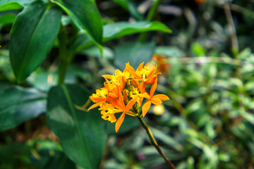 flower in garden