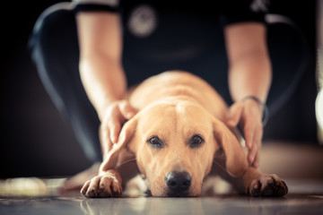 Golden Retriever dog Cute and friendly pets