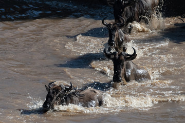 Wildebeest great migration