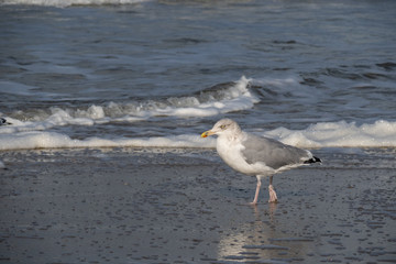 Seagull in the air and in the water and on the beach.