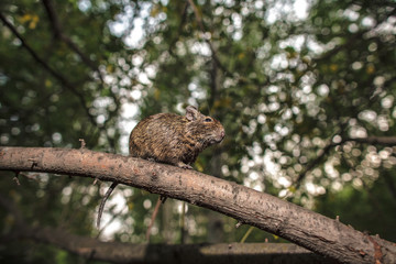 rodent degu climbed on a tree branch, forest background