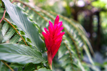 red flower in the garden