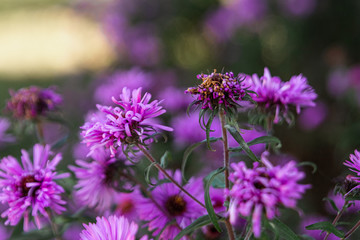 purple flowers in the field close-up. Nature concept