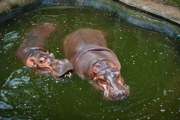 Fototapeta premium Hippopotamus, Hippo living in water lake