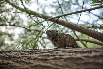 Naklejka na ściany i meble rodent degu climbed on a tree branch, forest background