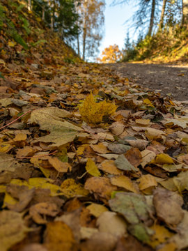 abstract picture with leaves on the ground, suitable for background