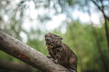 rodent degu climbed on a tree branch, forest background