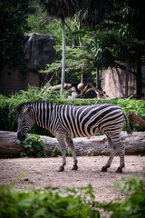 Fototapeta na wymiar A zebra in a cage, African wildlife