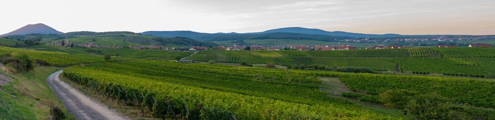 Fototapeta na wymiar Blienschwiller, France - 09 15 2019: Panoramic view of the vineyards and the village at sunset.