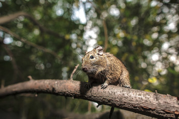rodent degu climbed on a tree branch, forest background