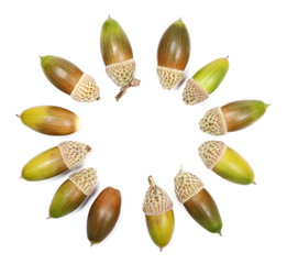 Green and brown acorns isolated on white background, top view