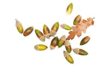 Green and brown acorns isolated on white background, top view