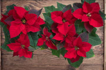 Christmas Red Poinsettia isolated in wooden vintage rustic background. Toned