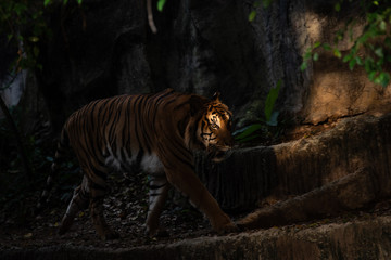 Naklejka na ściany i meble Bengal Tiger, large carnivore wildlife in forest
