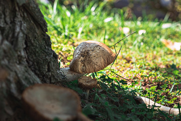 Mushrooms by a tree, nature, Portugal