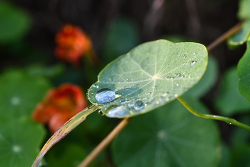 Lotus Effekt nach dem Regen