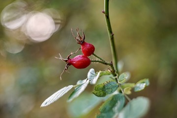 Red rosehip berries, rosehip berries on autumn background.