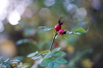 Red rosehip berries, rosehip berries on autumn background.