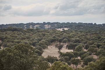 Una manada de gamos en el monte de El Pardo. Madrid. España