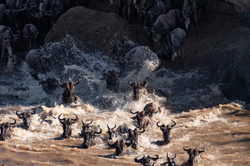 Wildebeest great migration