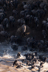 Wildebeest great migration
