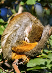 Squirrel Monkey Asleep