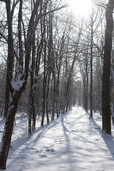 Forest in the winter. Beautiful winter forest landscape with snow and icing. Snow in a snowy forest